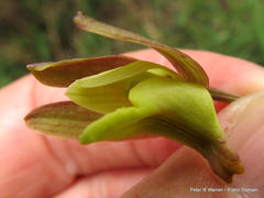 Eulophia hereroensis