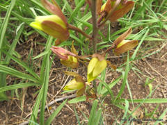 Eulophia hereroensis