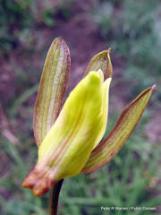 Eulophia hereroensis
