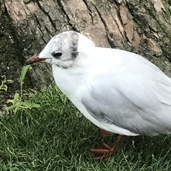 Chroicocephalus ridibundus