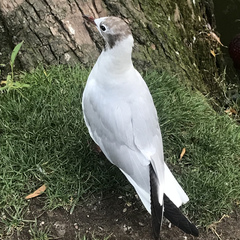 Chroicocephalus ridibundus