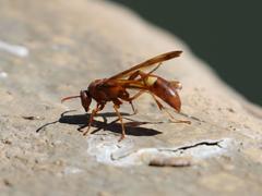 Belonogaster lateritia