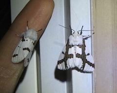 Euerythra phasma
