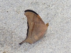 Marpesia furcula