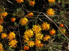 Oedera capensis