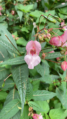 Impatiens glandulifera