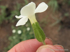 Thunbergia neglecta