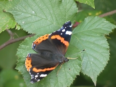 Vanessa atalanta