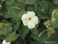 Thunbergia neglecta