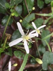 Clematis terniflora