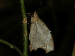 Amphidecta pignerator