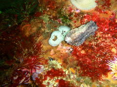 Pentacta doliolum