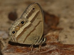 Cissia proba