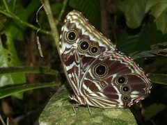Morpho deidamia