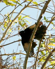 Bubalornis niger niger