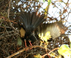 Bubalornis niger niger