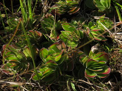 Crassula fallax