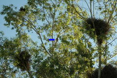 Bubalornis niger niger