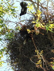Bubalornis niger niger