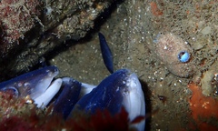 Conger wilsoni