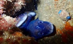 Conger wilsoni