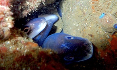 Conger wilsoni