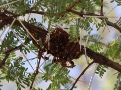 Belonogaster lateritia