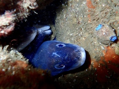 Conger wilsoni