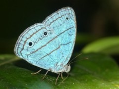 Caeruleuptychia coelica