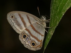 Magneuptychia fugitiva