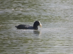 Fulica atra