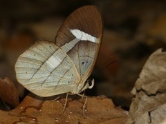 Pierella hortona