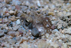 Tomopterna marmorata