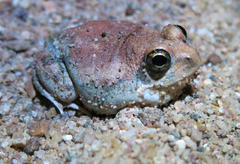 Tomopterna marmorata