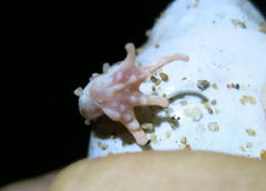 Tomopterna marmorata