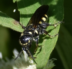 Myzinum obscurum