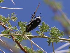 Sternocera orissa orissa