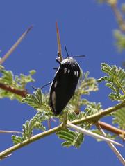 Sternocera orissa orissa