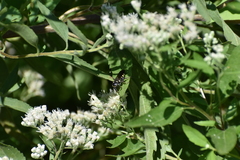 Myzinum obscurum