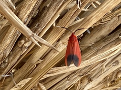 Phauda flammans
