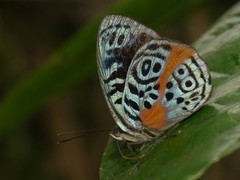 Eunica sophonisba