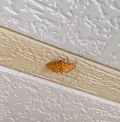 Phaedropsis stictigramma