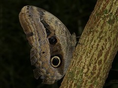 Caligo placidianus