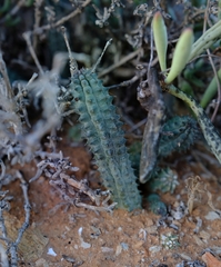 Richtersveldia columnaris