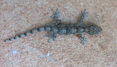 Homopholis walbergii