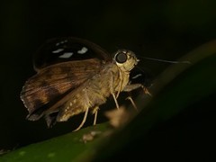Polygonus savigny