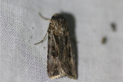 Agrotis munda