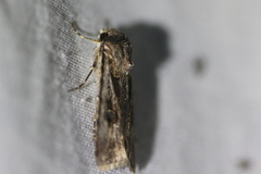 Agrotis munda
