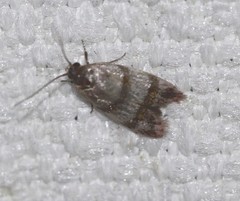 Elaphromorpha axierasta