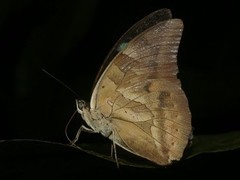 Archaeoprepona demophon